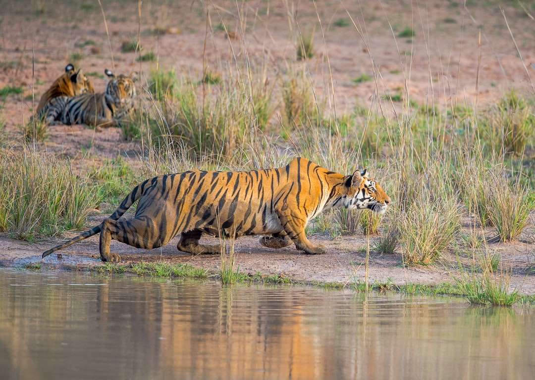 tygrys na wodzie w ciągu dnia puzzle online