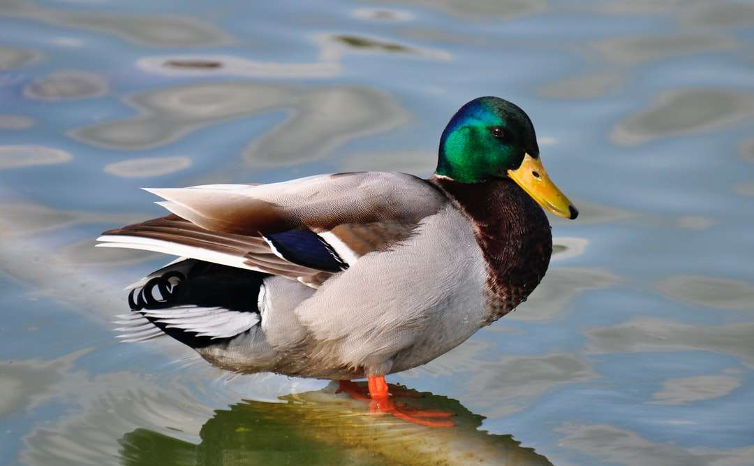 zielona, ​​szara i brązowa kaczka krzyżówka w zbiorniku wodnym puzzle online