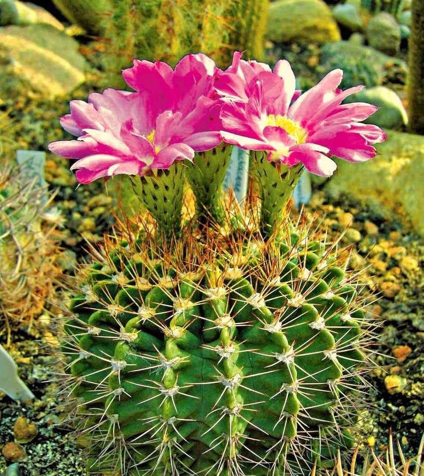 kwitnący kaktus puzzle online