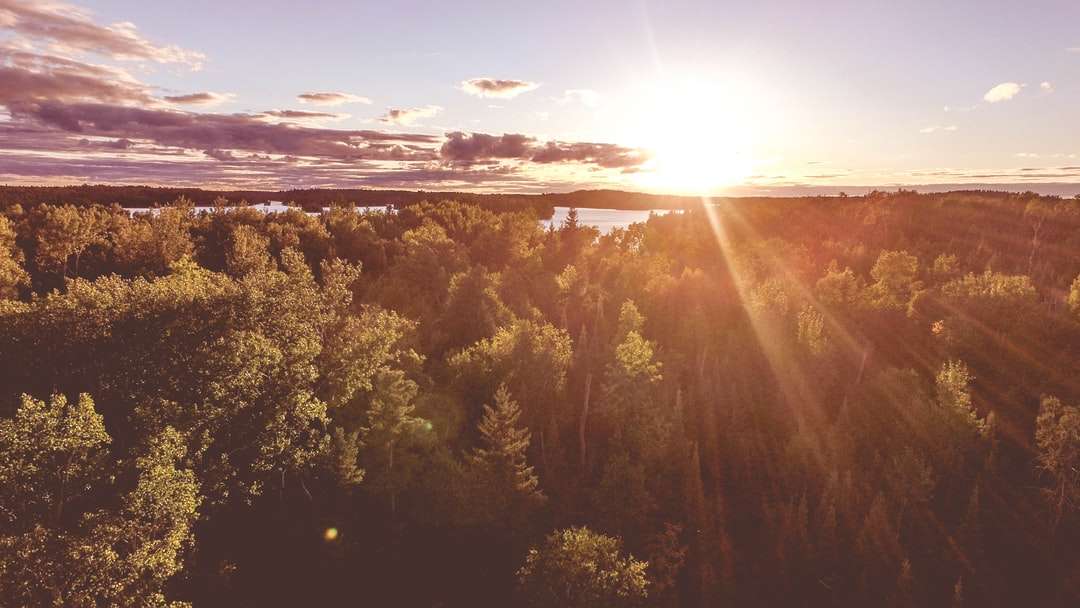 zdjęcia lotnicze światła słonecznego przechodzą przez wysokie drzewa puzzle online