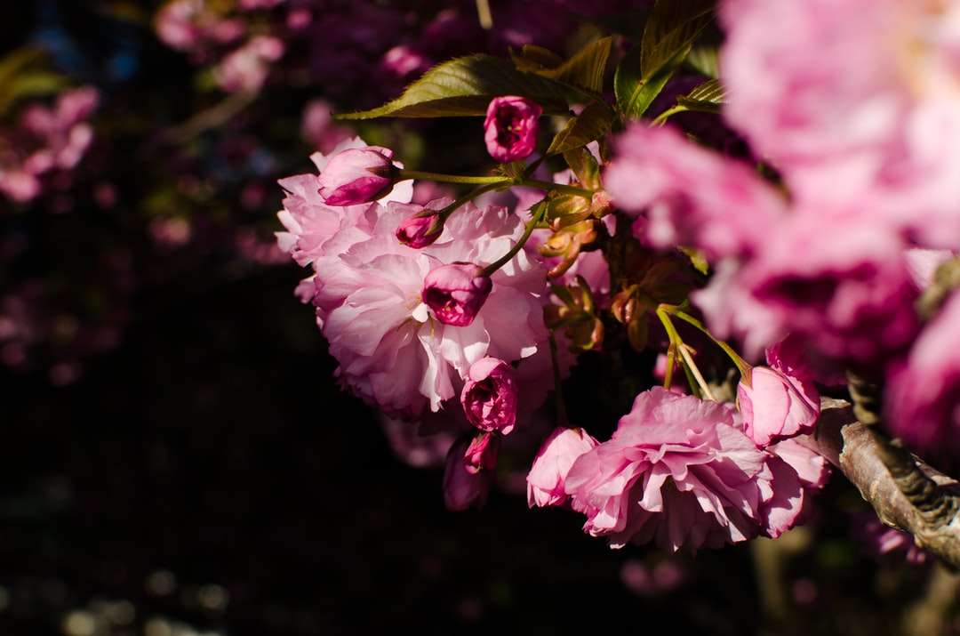 zbliżenie fotografii różowych płatków kwiatów puzzle online