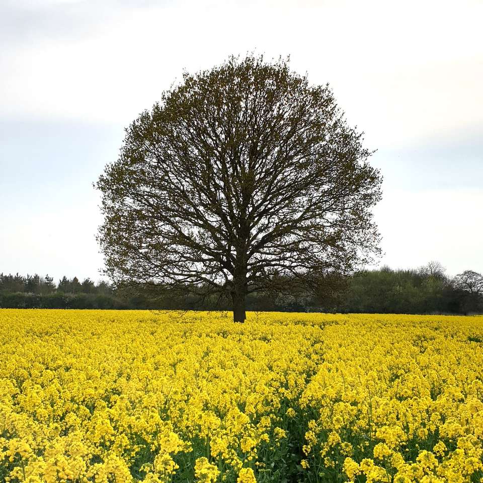 zielone drzewo liściaste pomiędzy żółtym polem kwiatowym puzzle online