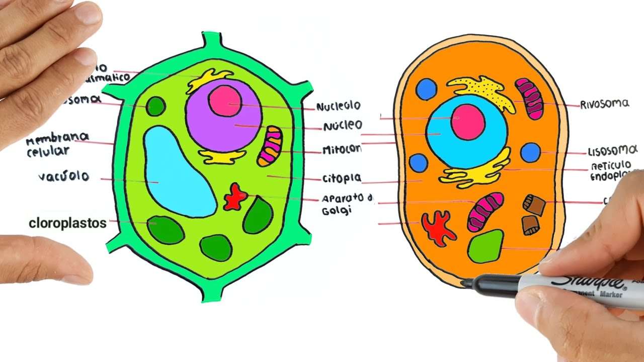 Komórka zwierzęca i komórka roślinna puzzle online