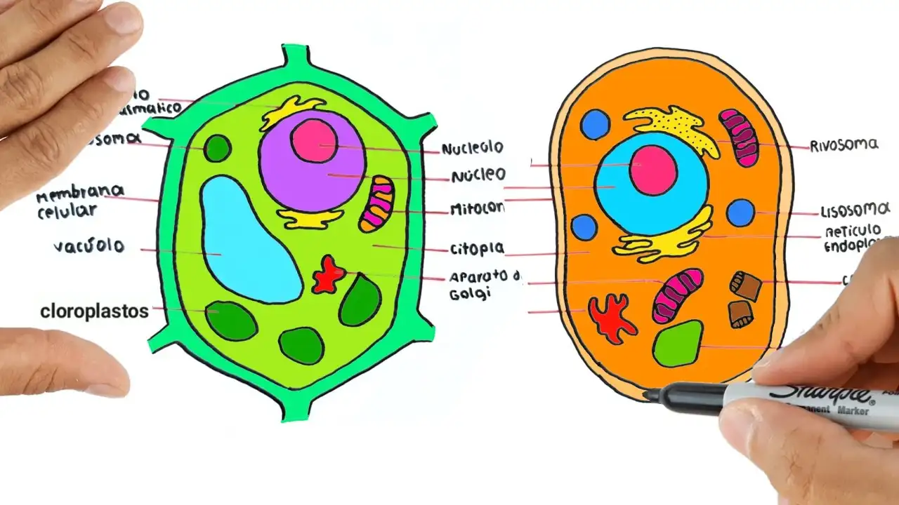 Animal cell and plant cell - Puzzle Factory