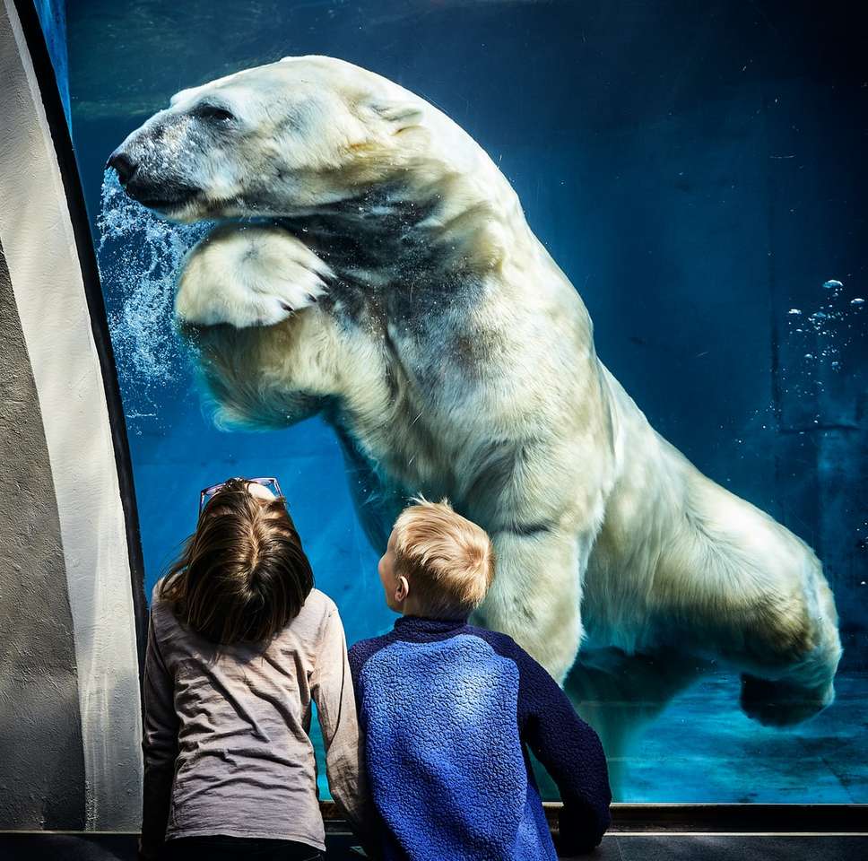 dwóch chłopców patrzy na brązowego białego niedźwiedzia polarnego puzzle online