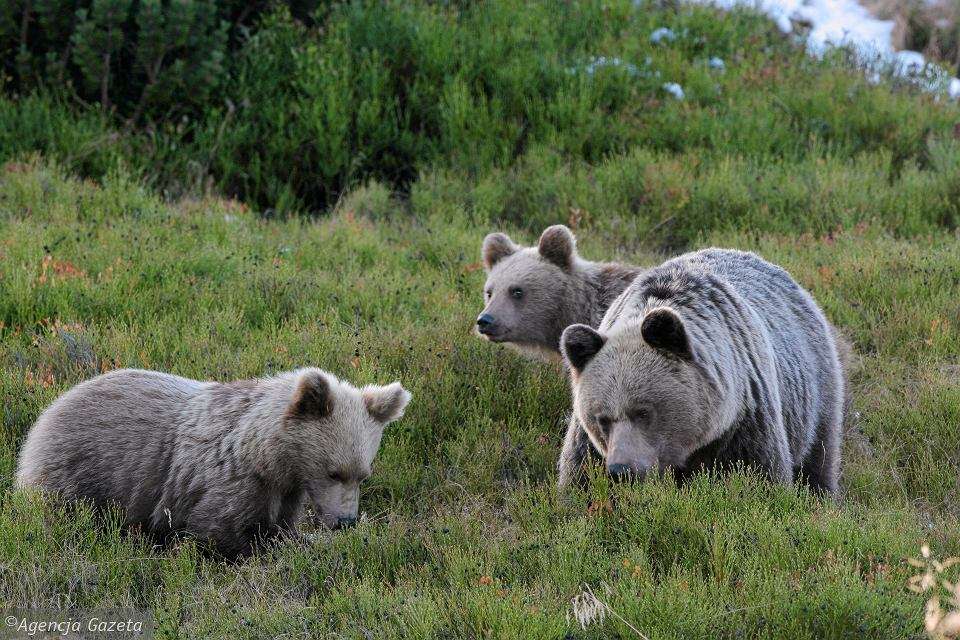 niedźwiedzie w tatrach puzzle online
