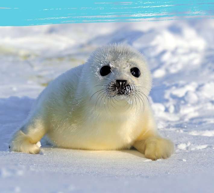 arktyczne zwierzę- foka puzzle online