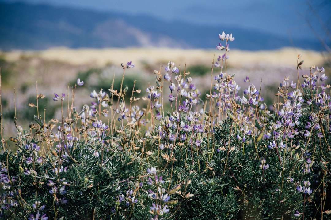 płytkie fokus fotografii pola fioletowy kwiat puzzle online