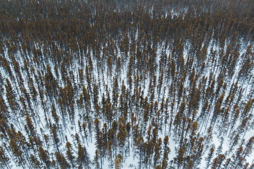 treed pokrywający ziemię pokrytą śniegiem puzzle online
