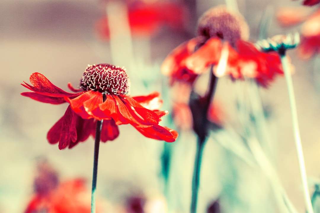 płytkie zdjęcie ostrości czerwonych kwiatów puzzle online