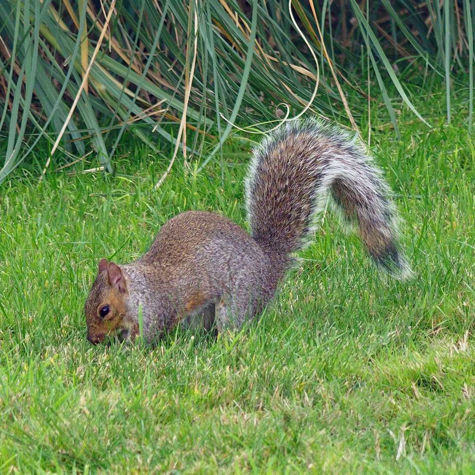brązowa wiewiórka na zielonej trawie w ciągu dnia puzzle online