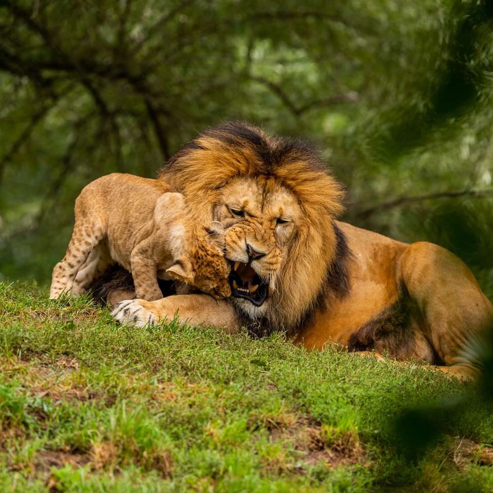 lew i lwica, leżąc na trawie puzzle online