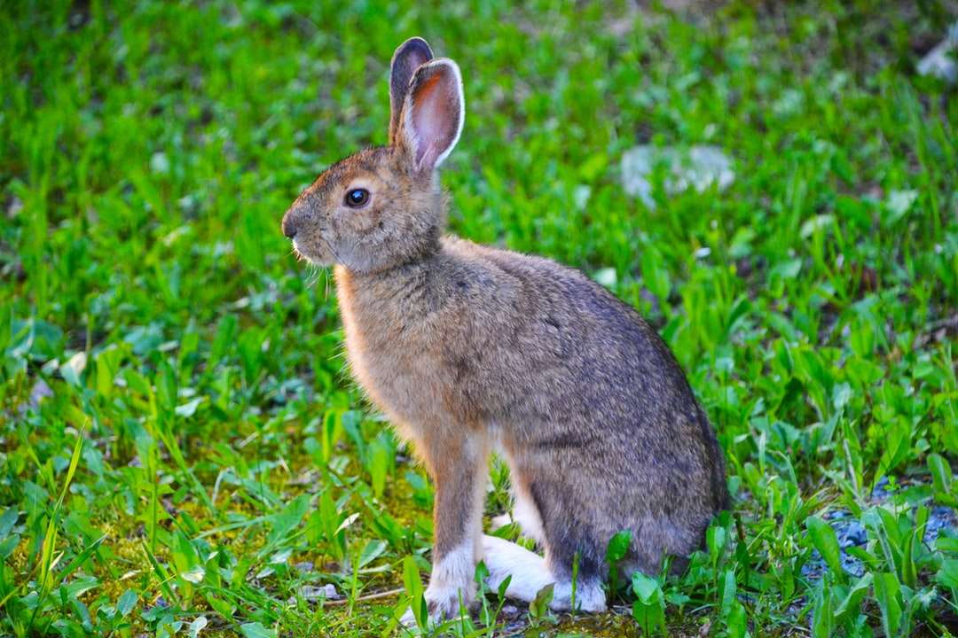 brązowy królik na zielonej trawie w ciągu dnia puzzle online