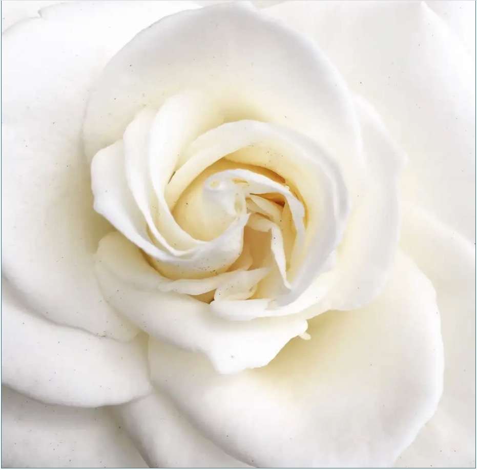 krásná bílá růže jigsaw puzzle