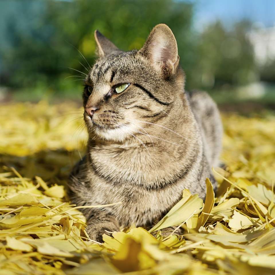srebrny pręgowany kot na żółtych liściach puzzle online