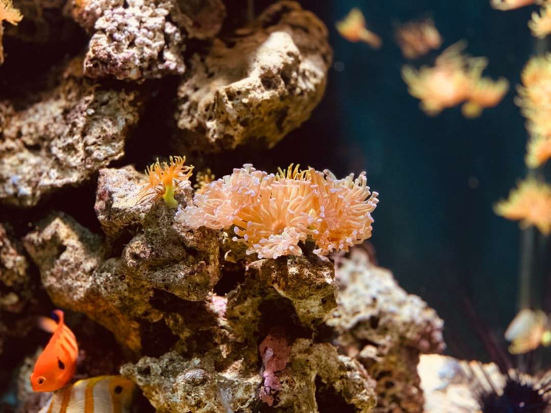 ławica ryb obok brązowych korali puzzle online