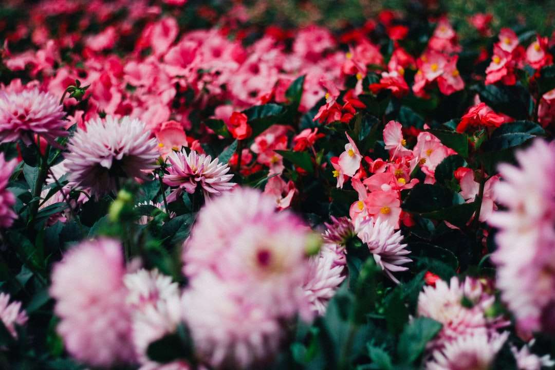 czerwono-różowe pole kwiatów w ciągu dnia puzzle online