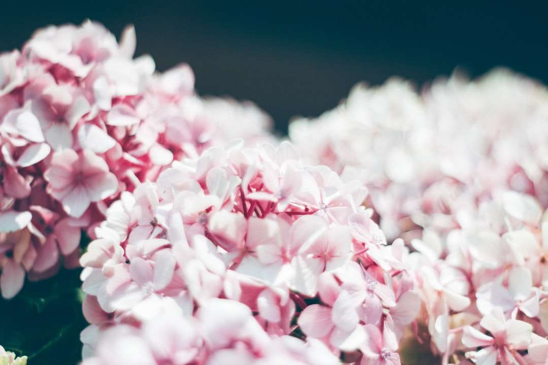 selektywna fotografia ostrości różowego kwiatu klastra puzzle online