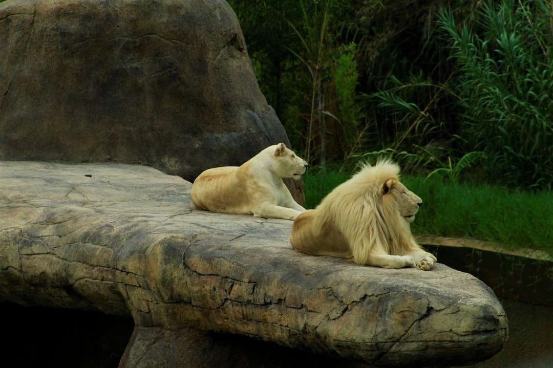 lew i lwica na brązowej skale puzzle online