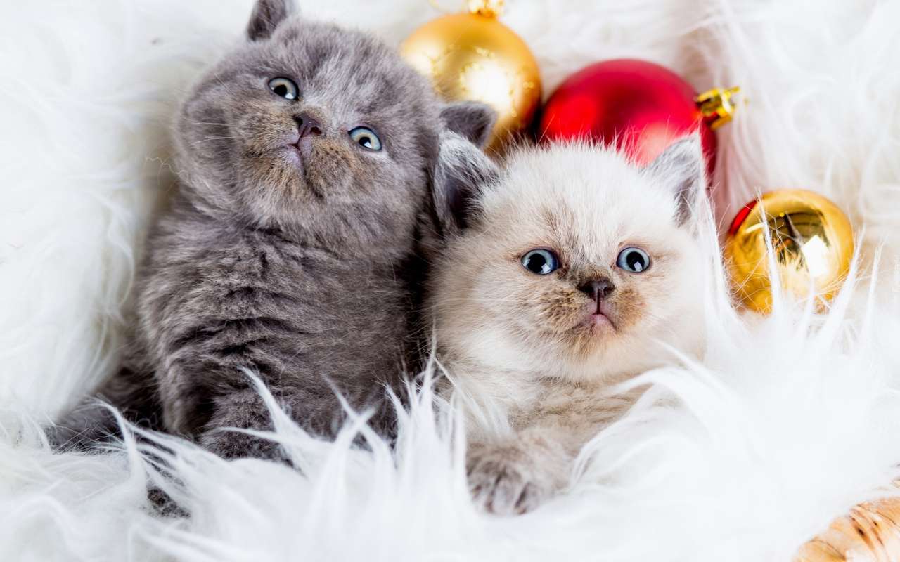 Świąteczne Dwa Kotki puzzle online