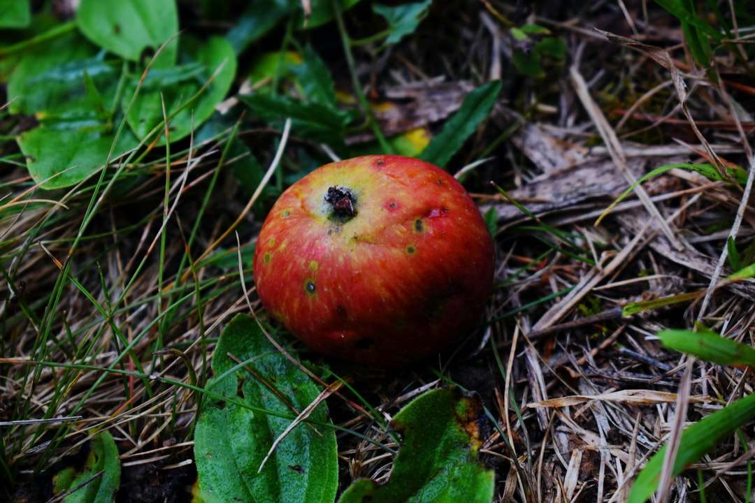 czerwone jabłko na brązowych suszonych liściach puzzle online