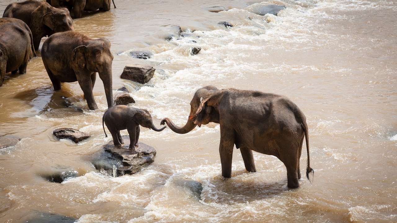 Słonie w rzece puzzle online