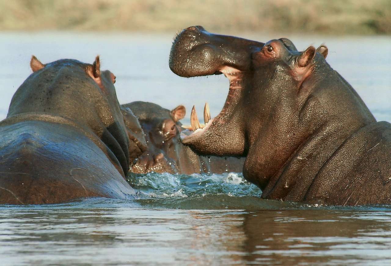 Hipopotamy w rzece puzzle online