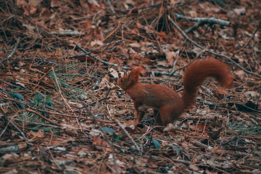 brązowa wiewiórka na brązowych suszonych liściach puzzle online