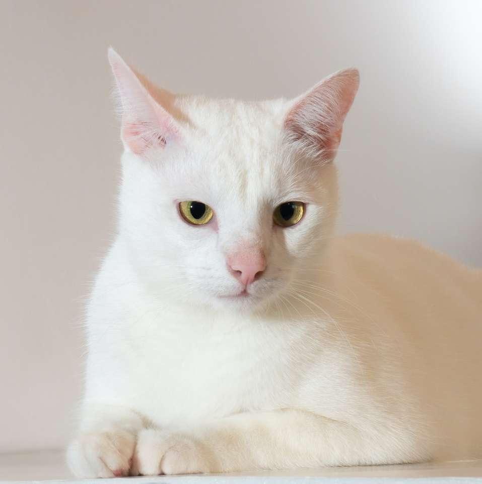 biały kot na białym stole puzzle online