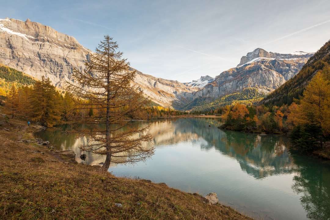 brązowe drzewa w pobliżu jeziora i góry w ciągu dnia puzzle online
