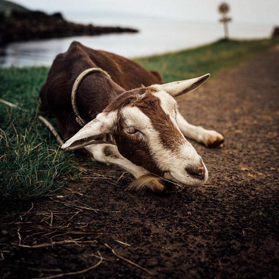 brązowo-biała krowa leżąca na zielonej trawie w ciągu dnia puzzle online