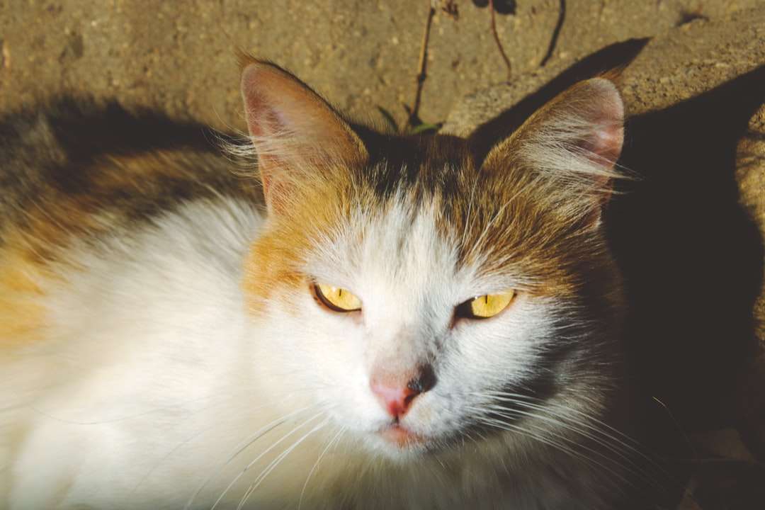 biały i brązowy kot na brązowej betonowej podłodze puzzle online
