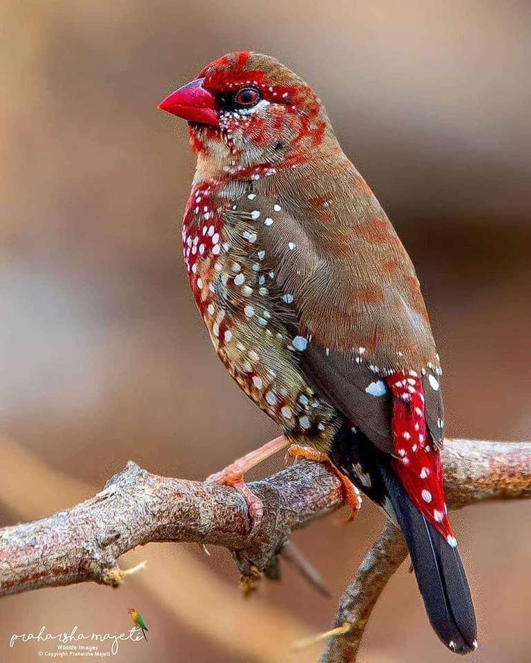 Piękny ptak puzzle online