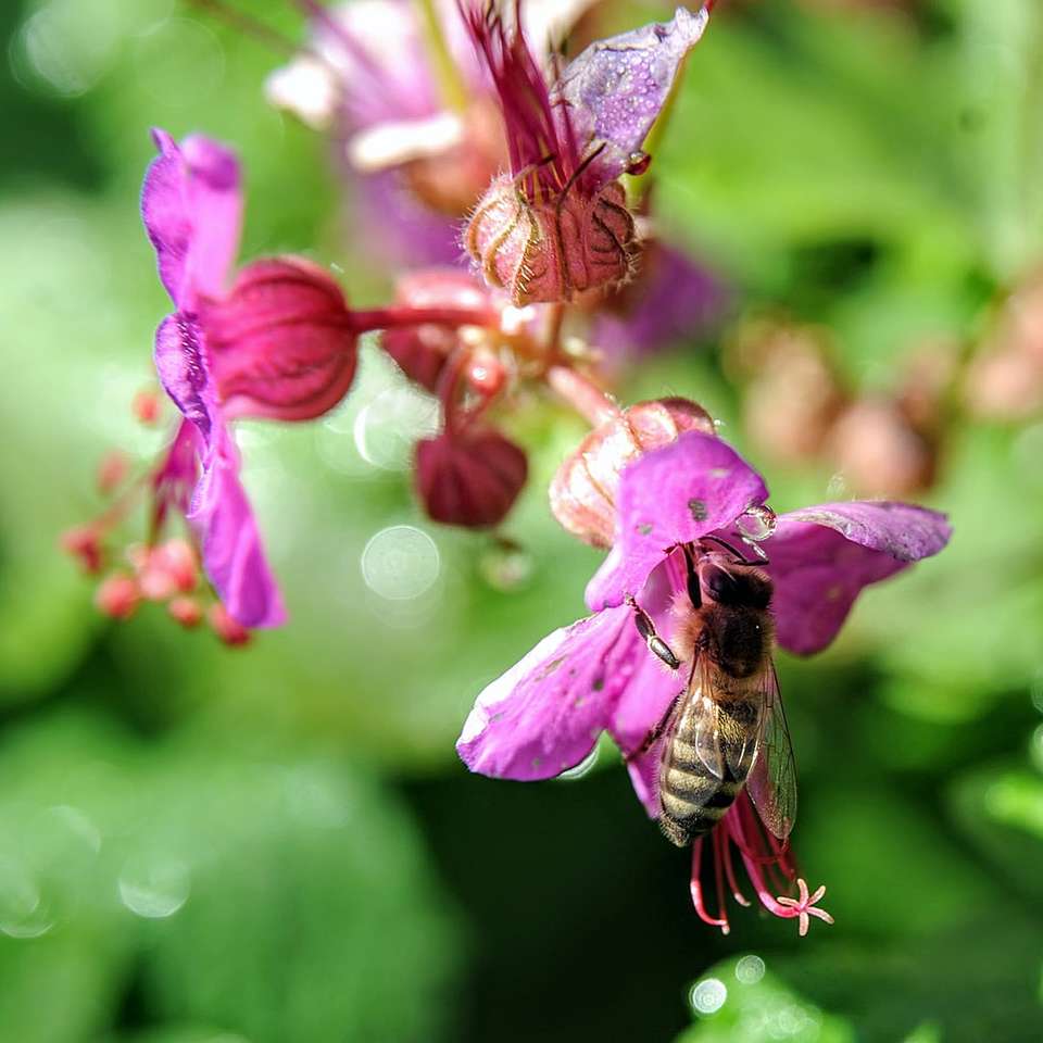 pszczoły miodnej siedzący na różowy kwiat w bliska fotografii puzzle online