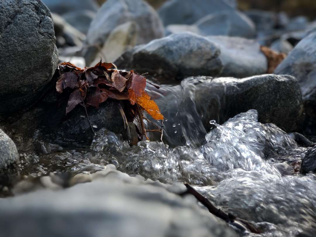 brązowy suszony liść na szarej skale puzzle online