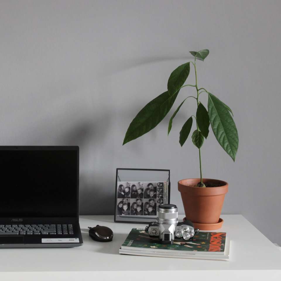 czarny i srebrny laptop obok zielonej rośliny puzzle online