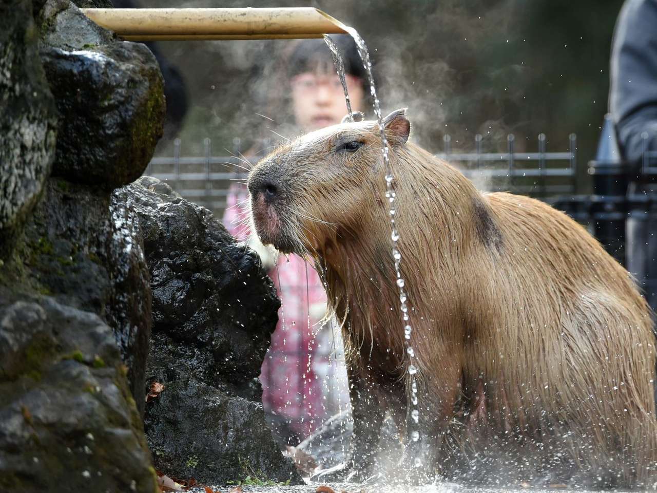 Kapibara w wodzie puzzle online