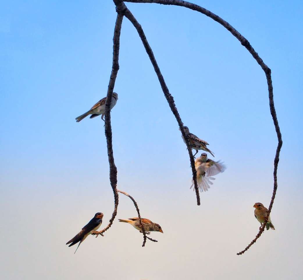 ptaki na gałęzi drzewa brązowy w ciągu dnia puzzle online