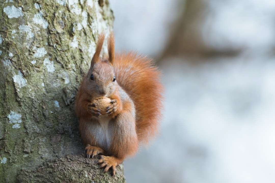 brązowa wiewiórka na brązowym pniu w ciągu dnia puzzle online