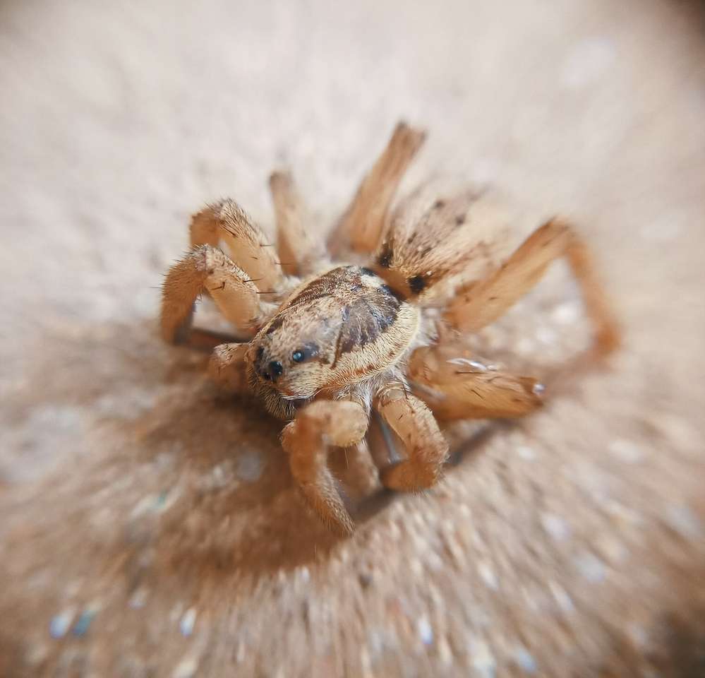 brązowy pająk na białej tkaninie puzzle online