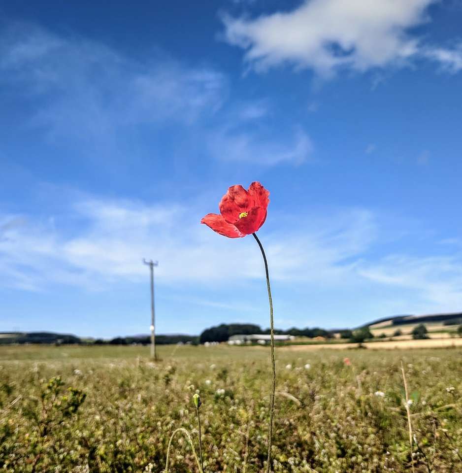 czerwony kwiat w polu zielonej trawie w ciągu dnia puzzle online