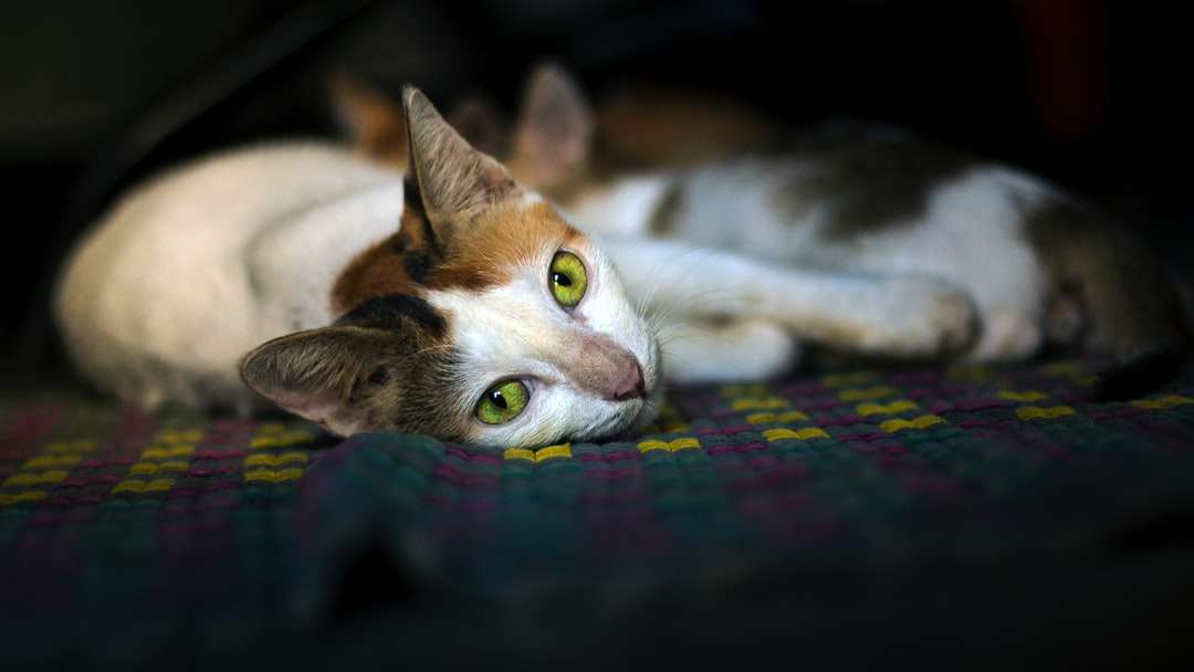 biało-brązowy kot leżący na wielokolorowej tkaninie puzzle online