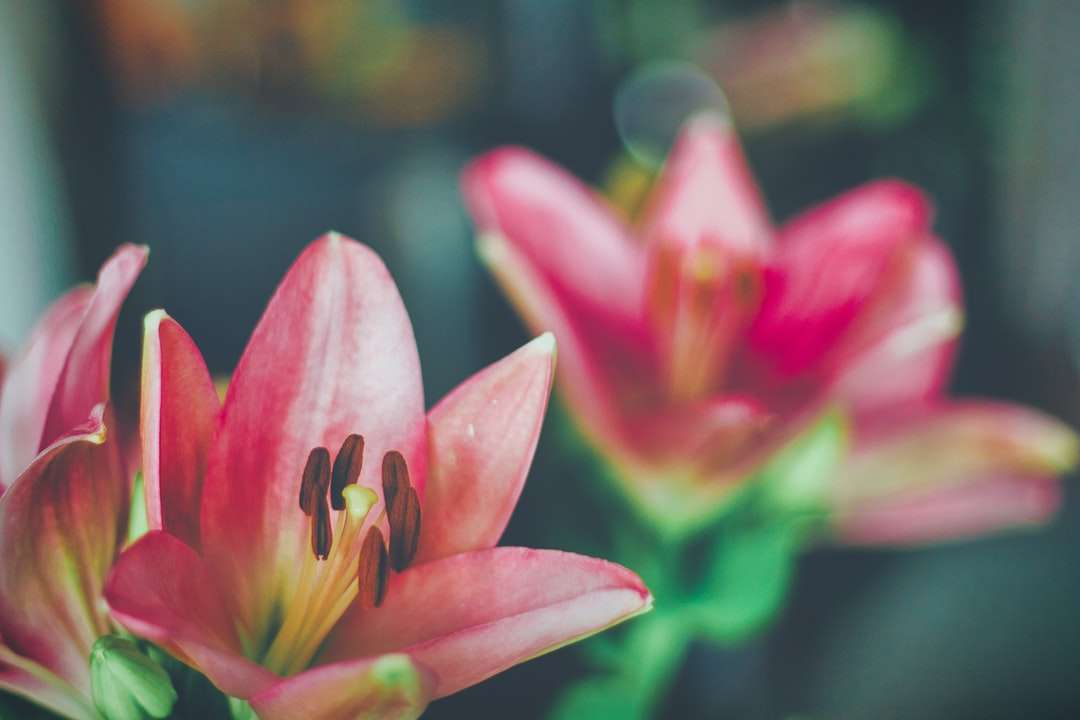 różowy kwiat lotosu w rozkwicie w ciągu dnia puzzle online