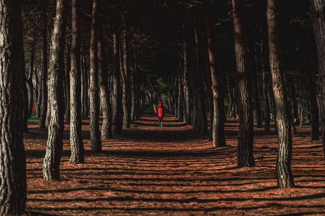 osoba w czerwonej koszuli stojąca na brązowych suszonych liściach puzzle online