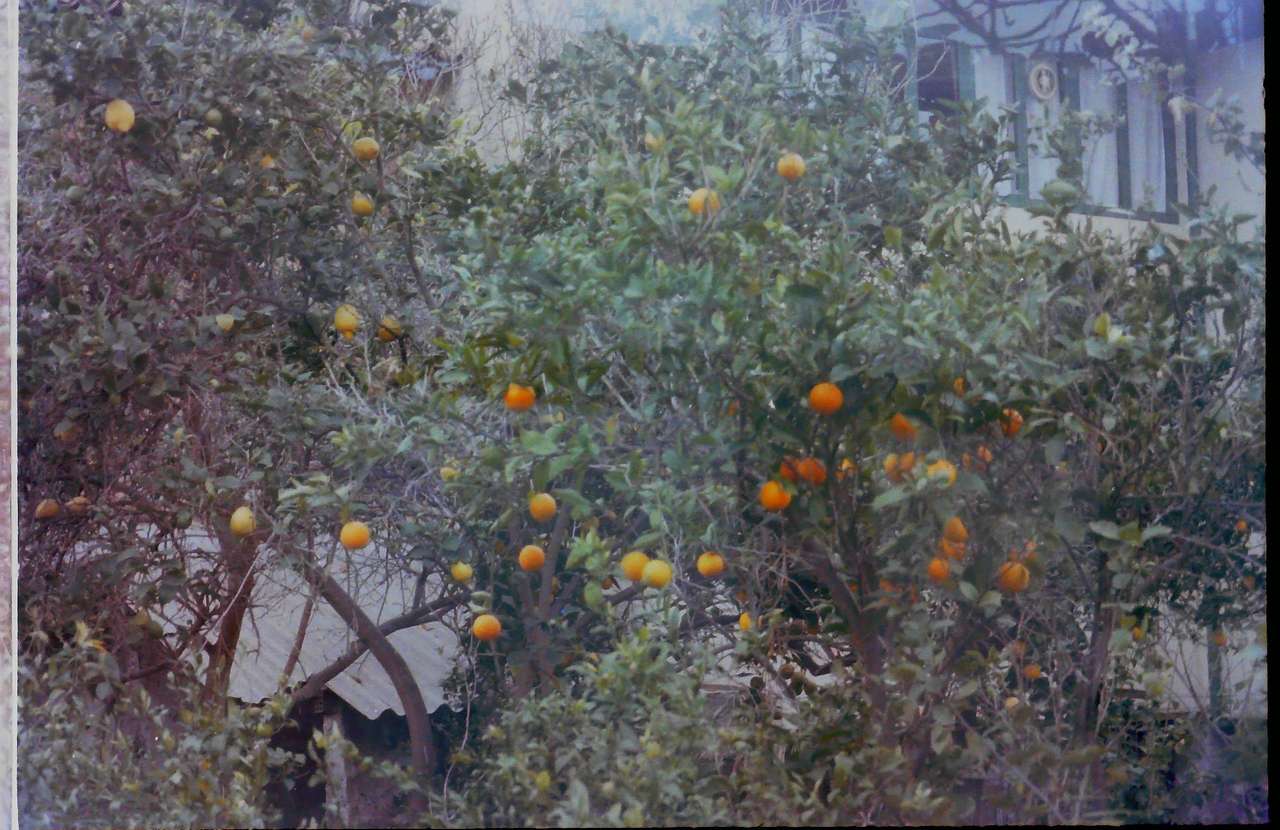 kilka drzew pomarańczowych puzzle online