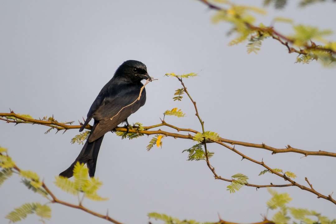 czarny ptak siedzący na gałęzi drzewa w ciągu dnia puzzle online
