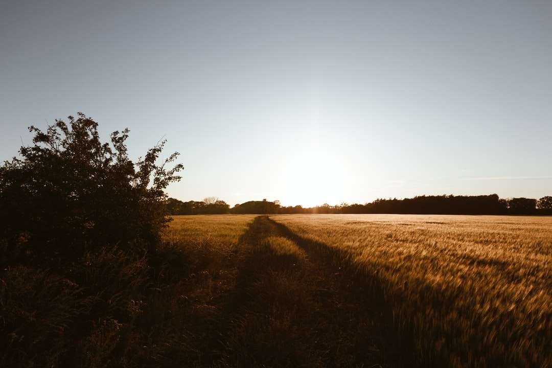 brązowe pole trawy w ciągu dnia puzzle online