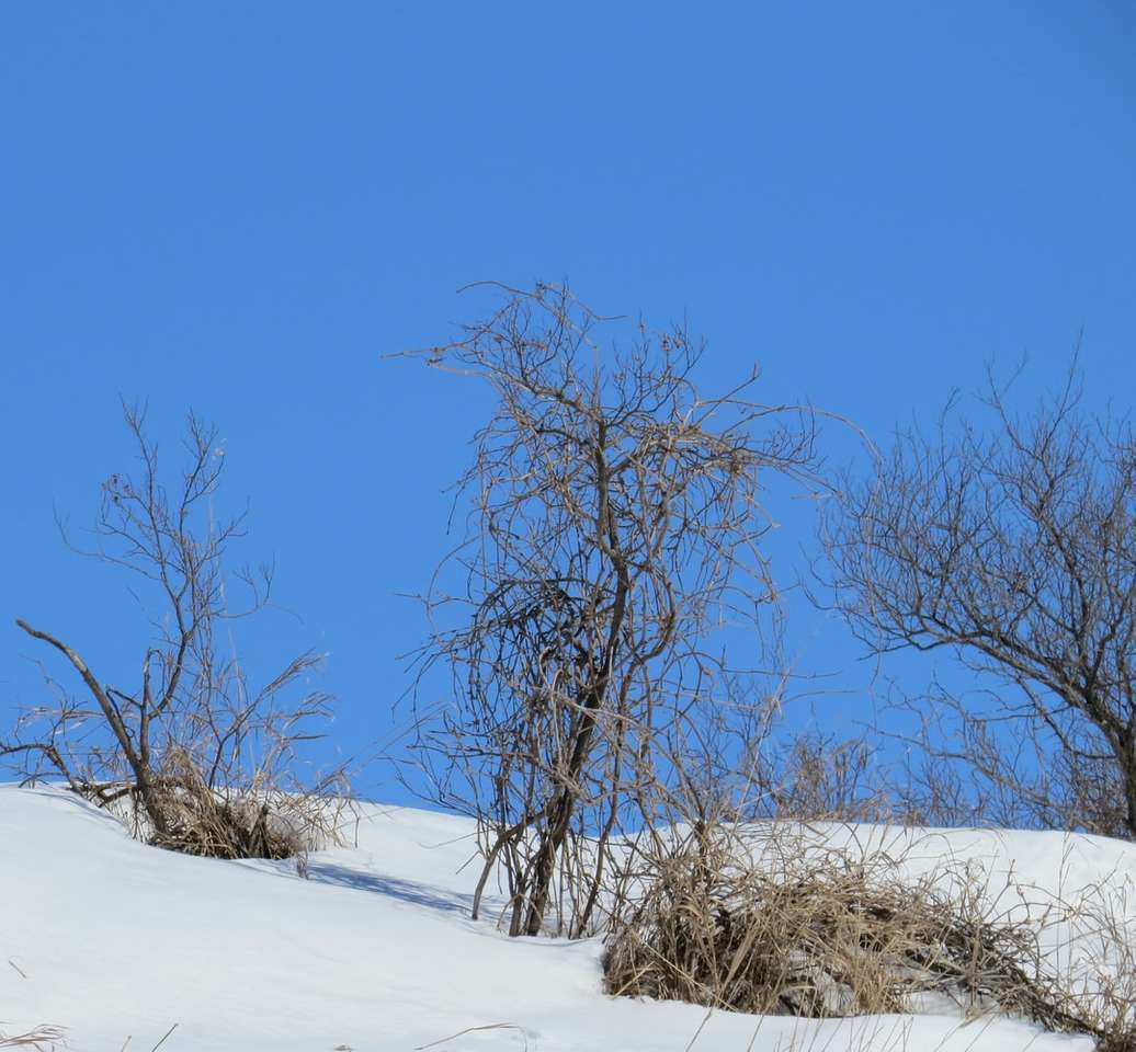 bezlistne drzewo na ziemi pokryte śniegiem pod błękitnym niebem puzzle online