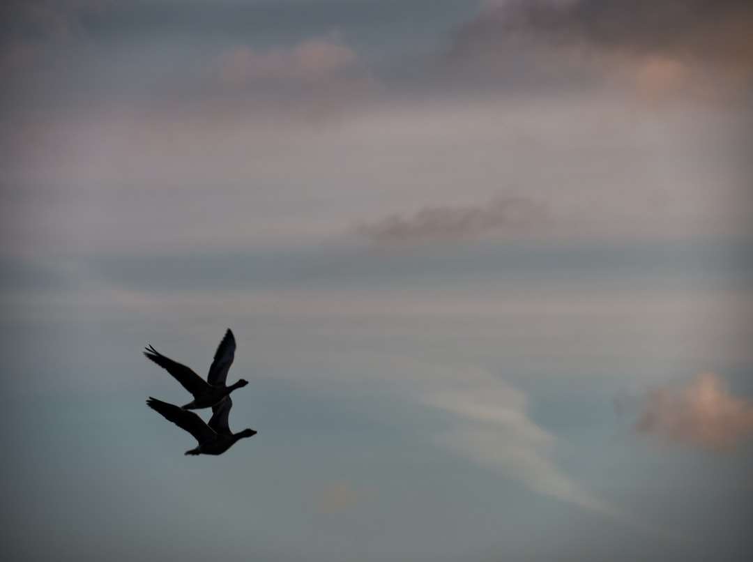 ptak lecący nad chmurami w ciągu dnia puzzle online