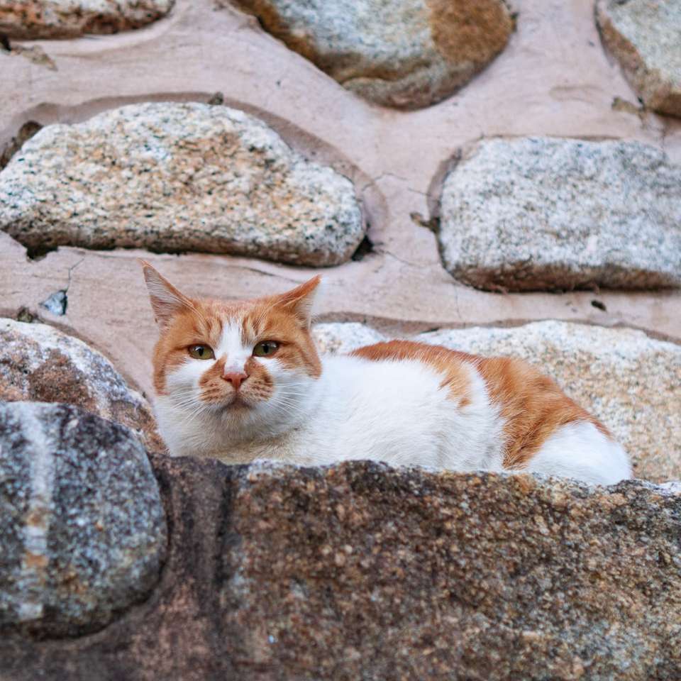 pomarańczowy i biały kot leżący na skale puzzle online